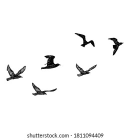 Set of birds flock, flying seagulls, hand drawn textured sketch of sea marine birds. Concept for sail or sailor lifestyle. Vector.