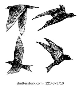 Set of birds flock, flying swallows, hand drawn textured sketch. Vector.