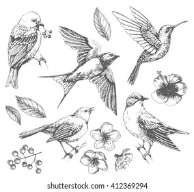 Set of  of birds and flowers, line drawings,  ink drawing, hand drawn  illustration, Vector