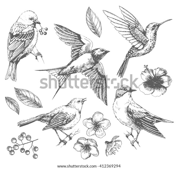 鳥と花のセット 線画 インク描画 手描きのイラスト ベクター画像 のベクター画像素材 ロイヤリティフリー