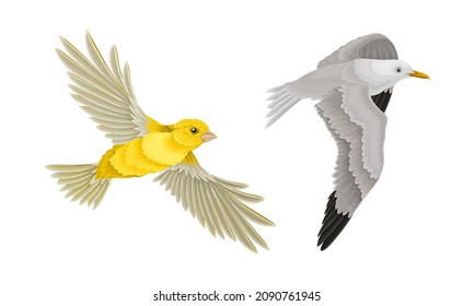 Set Of Birds. Flying Seagull And Oriole Vector Illustration