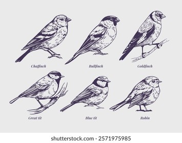 Set birds, great tit, goldfinch, robin, bullfinch, realistic sketch, hand drawn vector