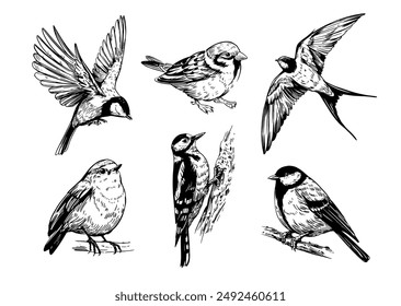 Set birds, great tit, woodpecker, robin, swallow, realistic sketch, hand drawn vector