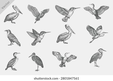 Set of birds set in Hand-drawn sketch vector illustration. Isolated grunge Retro style birds including Heron, Cormorant, Pelican, Crane on white background