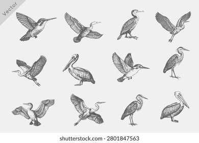 Set of birds set in Hand-drawn sketch vector illustration. Isolated grunge Retro style birds including Heron, Cormorant, Pelican, Crane on white background