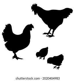 conjunto de aves gallinas de gallina y gallinas con forma de contorno realista