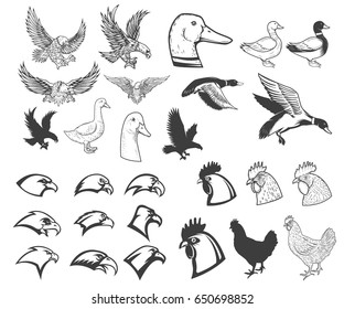 Set of birds illustrations. Eagle, duck, goose, chicken. Design elements for logo, label, badge, emblem, sign, menu, poster.