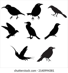 Set of  birds isolated on white background
