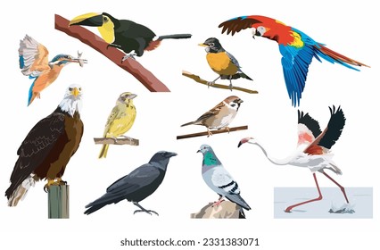 Set of birds isolated on white background