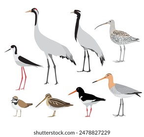 Set of birds isolated on white background. Vector illustration