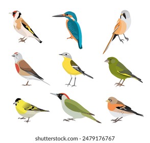 Set of birds isolated on white background	