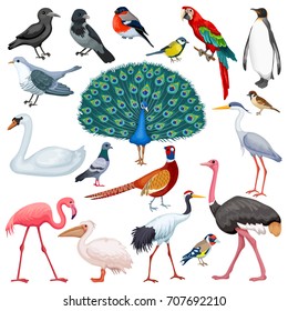 Set birds. Isolated vector illustration.