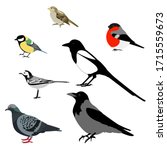 Set of birds: magpie, crow, dove, Sparrow, tit, bullfinch, wagtail. Vector stock illustration