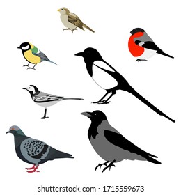 Set of birds: magpie, crow, dove, Sparrow, tit, bullfinch, wagtail. Vector stock illustration