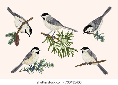 Set of birds on coniferous branches. Illustration with titmouse. Colorful.