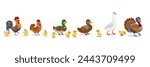 A set of birds on a farm isolated on a white background. Ducks, geese, hens, roosters, chickens, ducklings, goslings and other birds form eggs. Vector illustrations in cartoon style