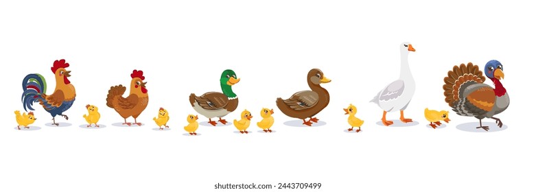 A set of birds on a farm isolated on a white background. Ducks, geese, hens, roosters, chickens, ducklings, goslings and other birds form eggs. Vector illustrations in cartoon style