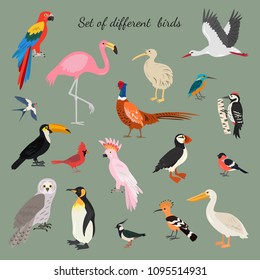 Set of birds on gray background. Vector illustration.