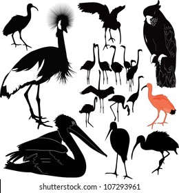 set birds on a white background isolated