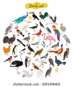 Set of birds on white background. Vector illustration.