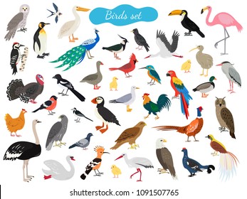 Set of birds on white background. Vector illustration. svg