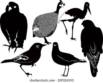 set birds on a white background isolated