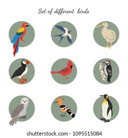 Set of birds on white background. Vector illustration.
