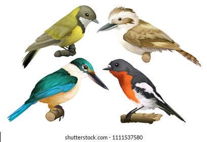 A Set of Birds on White Background illustration