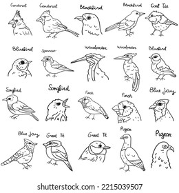 Set of birds. Outline vector hand drawn illustrations on white background.