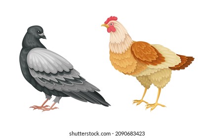 Set of birds. Pigeon and hen vector illustration on white background