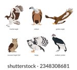 Set of birds of prey. Andean condor, harpy, martial eagle, golden eagle, eurasian eagle owl, vulture. Vector flat cartoon illustration