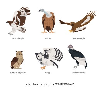 Set of birds of prey. Andean condor, harpy, martial eagle, golden eagle, eurasian eagle owl, vulture. Vector flat cartoon illustration