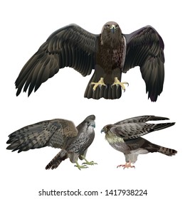 Set of birds of prey - eagle, falcons. Vector illustration isolated on the white background