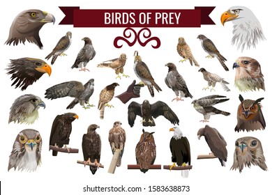 Set of birds of prey, or raptors. Collection of vector images. Eagle, kite, hawk, buzzard, harrier, falcon, owl. Illustrations isolated on white background in realistic style design