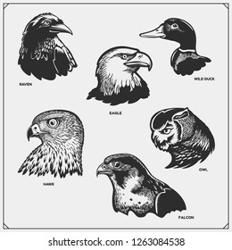 Set of birds. Raven, eagle, owl, falcon, hawk and duck.