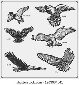 Set of birds. Raven, eagle, owl, falcon, hawk and duck.