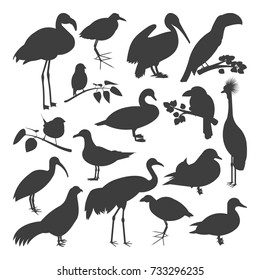 Set of birds' silhoettes isolated on white background. Vector illustration.