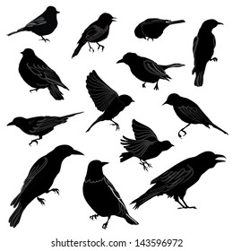 Set of birds silhouette. Vector illustration