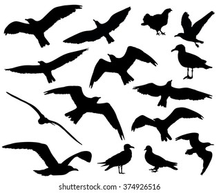 Set of birds silhouettes 15 in 1 on white background. Vector illustration