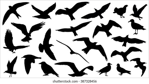 Set of birds silhouettes 23 in 1 on white background. Vector illustration