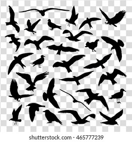 Set of birds silhouettes 30 in 1 isolated. Vector illustration