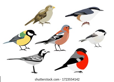 Set of birds: Sparrow, Chaffinch, bullfinch, Wagtail, great tit, nuthatch, vector