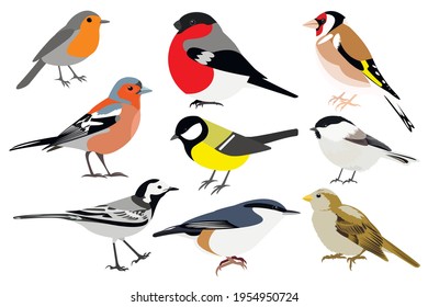 Set of birds: Sparrow, Chaffinch, bullfinch, Wagtail, great tit, nuthatch, robin, goldfinch, chickadee vector stock illustration isolated on white background