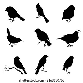 Set of birds  in various poses. Vector illustration isolated on white background