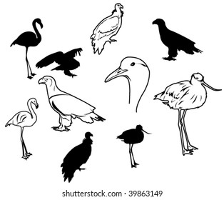 set of birds in vector