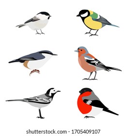 Set of birds vector: brown-headed nut, great tit, nuthatch, Finch, bullfinch, white Wagtail, isolated on a white background. Illustration