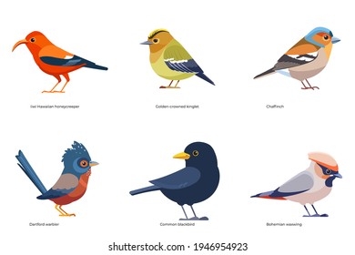 Juego de vectores de aves: Chaffinch, pájaro negro común, waxwing bohemian, guerrero de Dartford, reyes de corona dorada, crepúsculo hawaiano, dibujos animados de aves silvestres, aves planas Ilustración aislada.