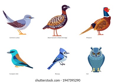 Set of birds vector: Common Cuckoo, Black Partridge, Pheasant, European roller, Blue jay, Owl, Black francolin, wildlife birds cartoon, flat style birds Illustration isolated on white.