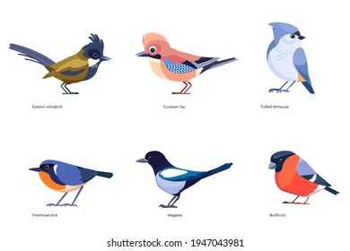 Set of birds vector: Eurasian Jay, Magpies, Eastern whipbird, Tufted titmouse, Bullfinch, Firethroat bird, forest wild birds cartoon, flat style birds Illustration isolated on white background