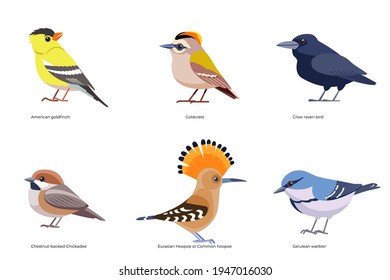 Set of birds vector: Goldcrest, crow, raven, Chestnut-backed Chickadee, Eurasian Hoopoe, Common hoopoe, Cerulean warbler, American goldfinch wild birds cartoon, flat style birds Illustration isolated.